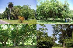 53 Cuba - Cienfuegos - Jardin Botanico - Telescope tree, Santa Rita tree next to a Coccothrinax Palm, a Bodhi tree, and a Mimosa tree